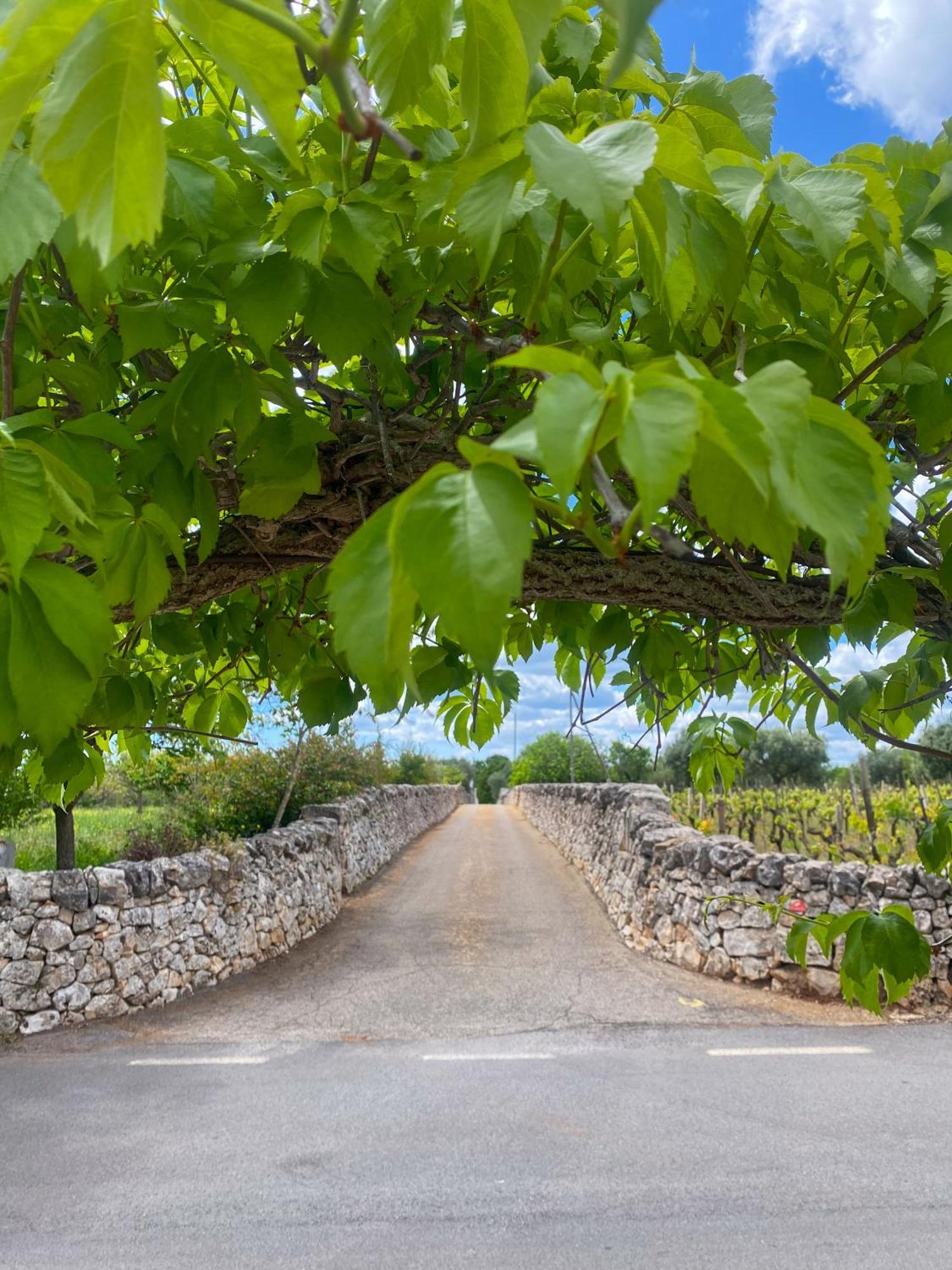 Ferienwohnung Trullo Pinto Locorotondo Exterior foto